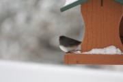 junco_3