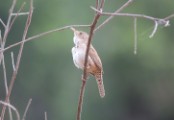 wren