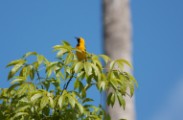 hooded_oriole_1