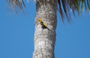 hooded_oriole_2