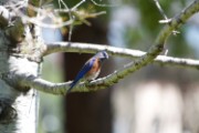 western_bluebird