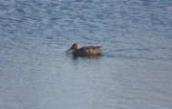 shoveler_2