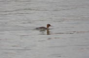 rb_merganser