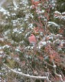 Pine Grosbeak