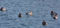 Canvasback