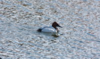 Canvasback