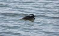 Hooded Merganser