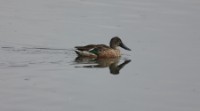 Northern Shoveler