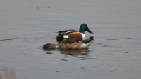 Northern Shoveler