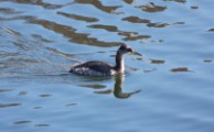 Red-necked Grebe