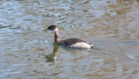 Red-necked Grebe