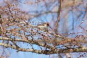 Common Redpoll