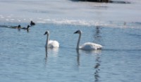 Trumpeter Swan