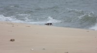 American Oystercatcher