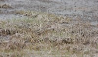 Buff-breasted Sandpiper