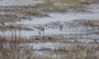 Dunlin