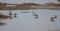 Dunlin