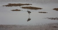 Lesser Yellowlegs