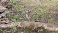 White-throated Sparrow