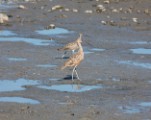 Curlew_1