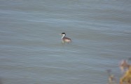 Grebe