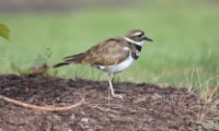 Killdeer