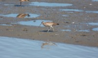 Whimbrel