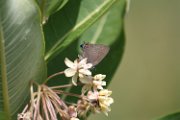 hairstreak