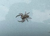 jumping_spider