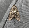 waved_sphinx_moth