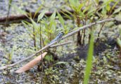 eastern_pondhawk