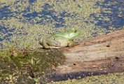 bullfrog