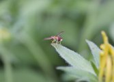 hoverfly