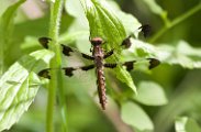 common_whitetail