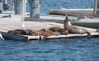 sea_lions