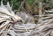 ground_squirrel