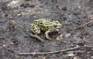 Leopard Frog