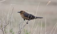 Boat-tailed Grackle