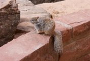 rock_squirrel