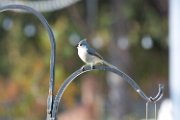 titmouse