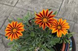 Gazania