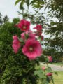 Hollyhocks_2