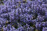 bugleweed