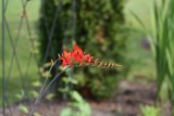 crocosmia_1