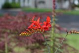 crocosmia_2