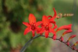 crocosmia_3