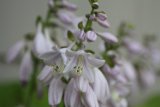 hosta