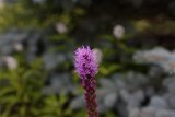 liatris