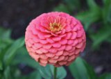 zinnia