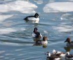Goldeneye_2026_1